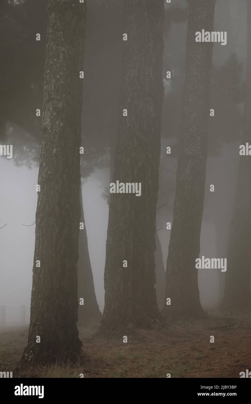 Fila de árboles en niebla, moody otoño imagen estacional. Foto de stock