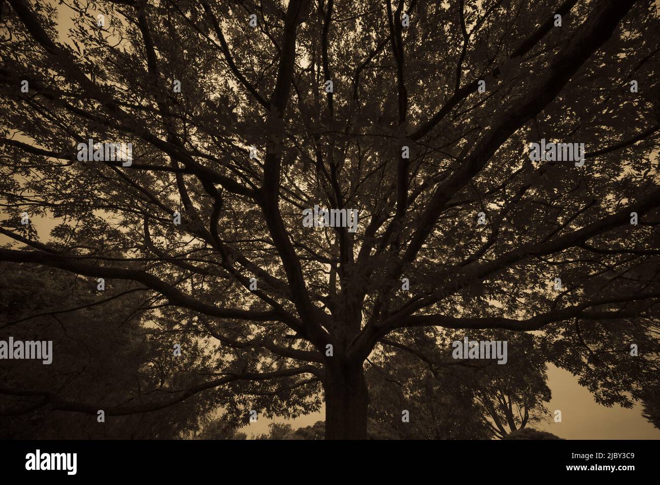 Silueta de bajo ángulo de moody Tree Foto de stock