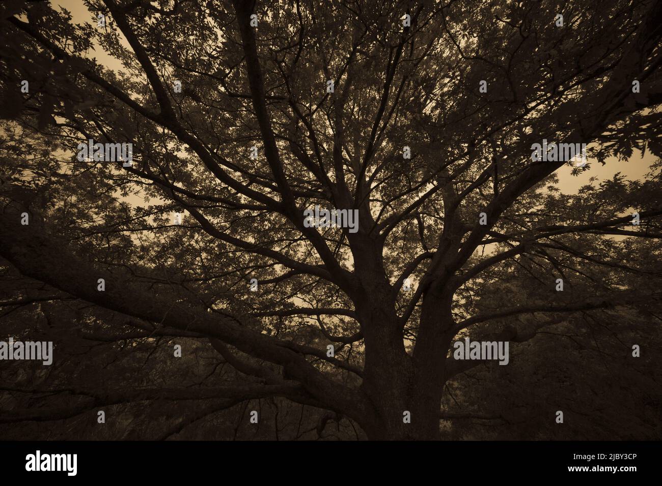 Ángulo bajo moody tiro de árbol con cielo naranja Foto de stock