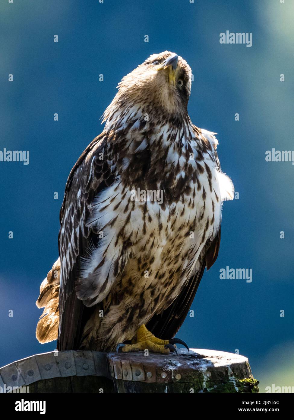 Águila calva joven e inmadura (Haliaeeeetus leucocephalus) sentada sobre la  baranda en Juneau, el Paso Interior de Alaska Fotografía de stock - Alamy