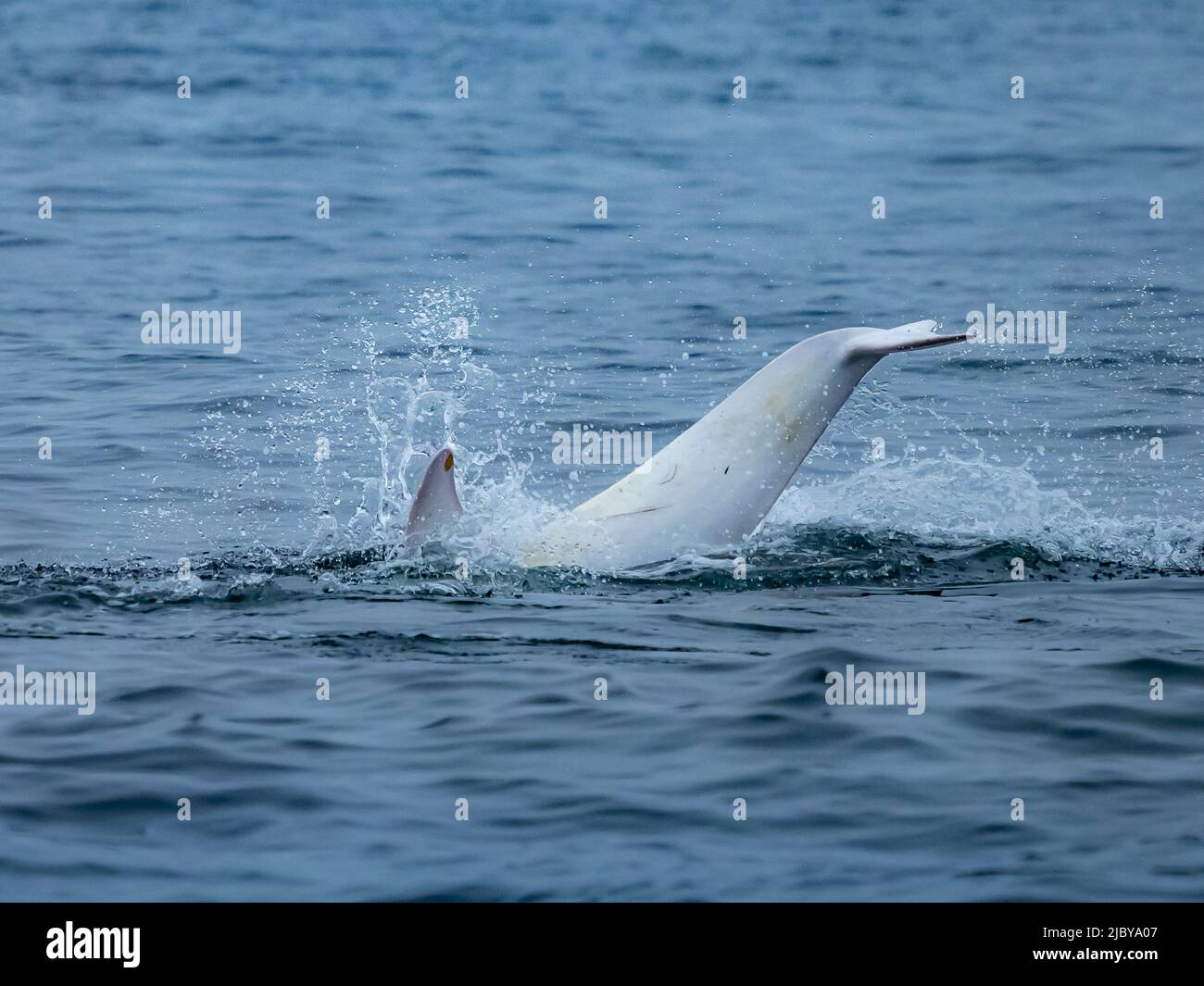 Avistamiento en Monterey Bay, 'Casper', delfín blanco o lucístico Risso (Grampus griseus), Reserva Marina Nacional de Monterey Bay, Océano Pacífico, California Foto de stock