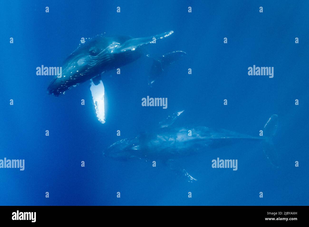 Foto submarina, Natación de la ballena jorobada (Megaptera novaeangliae) hace un acercamiento cercano, Maui, Hawaii Foto de stock