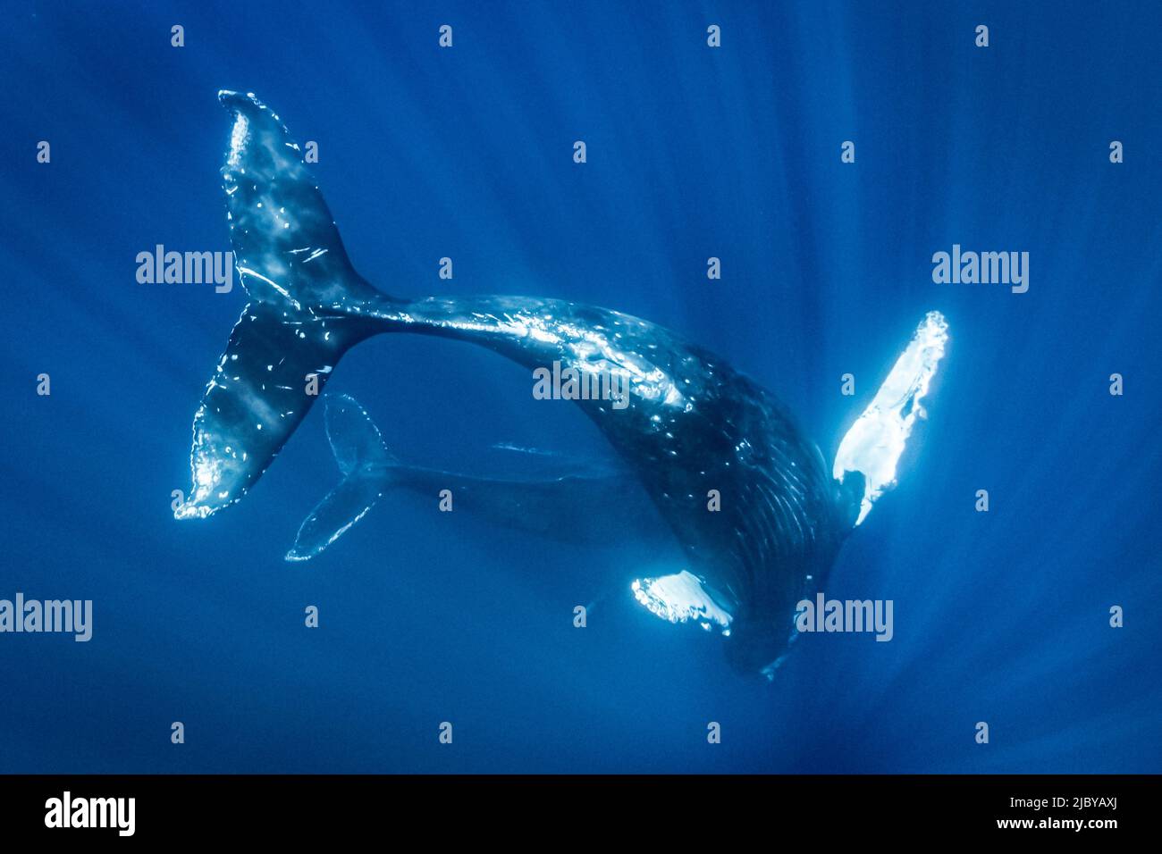 Foto submarina, Natación de la ballena jorobada (Megaptera novaeangliae) hace un acercamiento cercano, Maui, Hawaii Foto de stock
