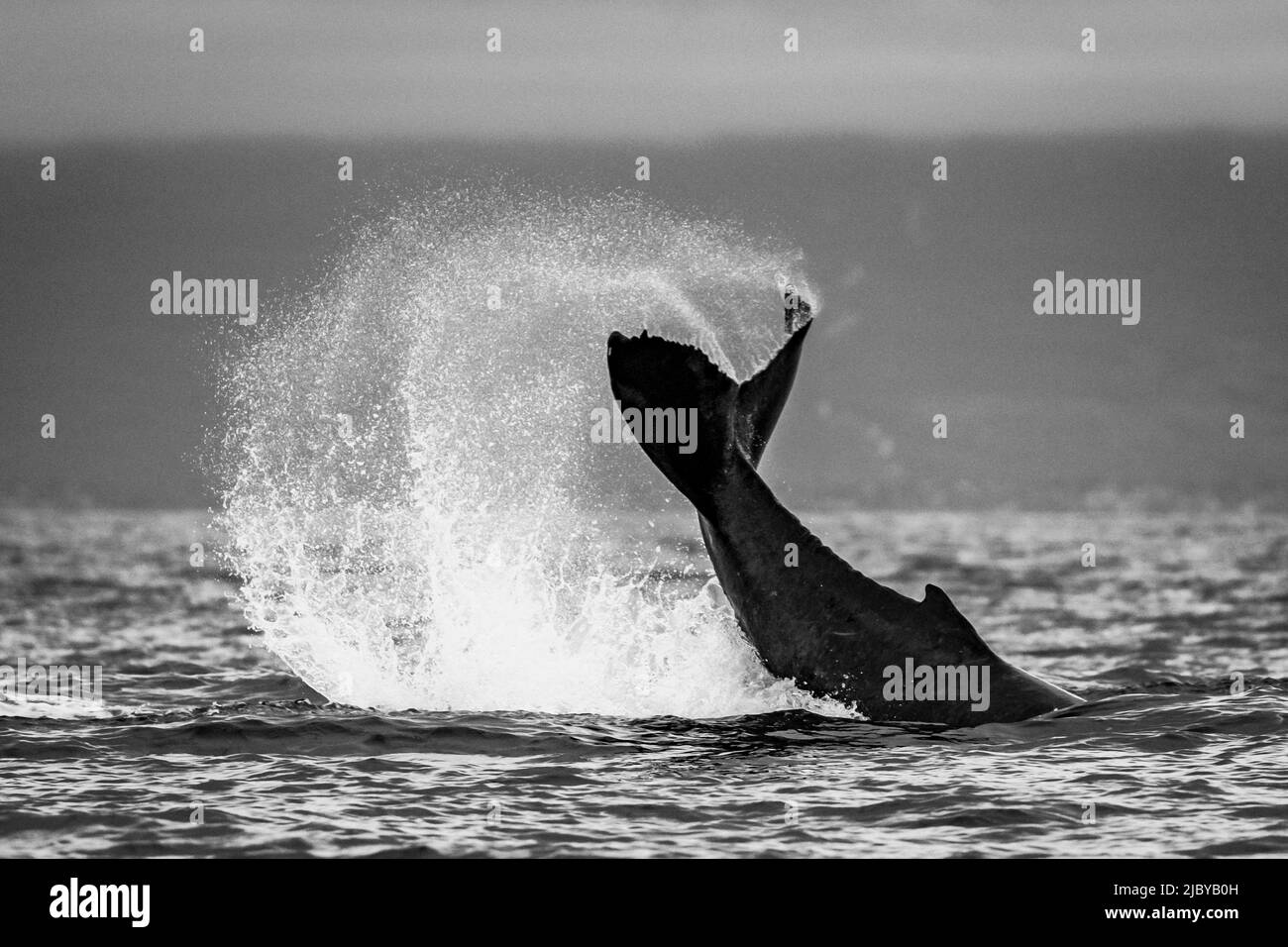 Blanco y Negro, Tail Lob, Humpback Whale (Megaptera novaeangliae) levanta su fluke y salpicaduras de agua, Maui, Hawaii Foto de stock