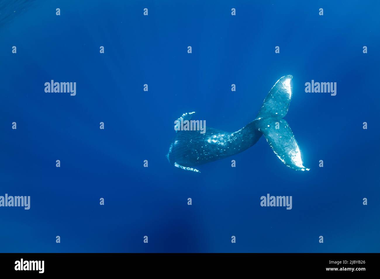 Foto submarina, ballena (Megaptera novaeangliae) descendiendo hacia el azul profundo, Maui, Hawaii Foto de stock