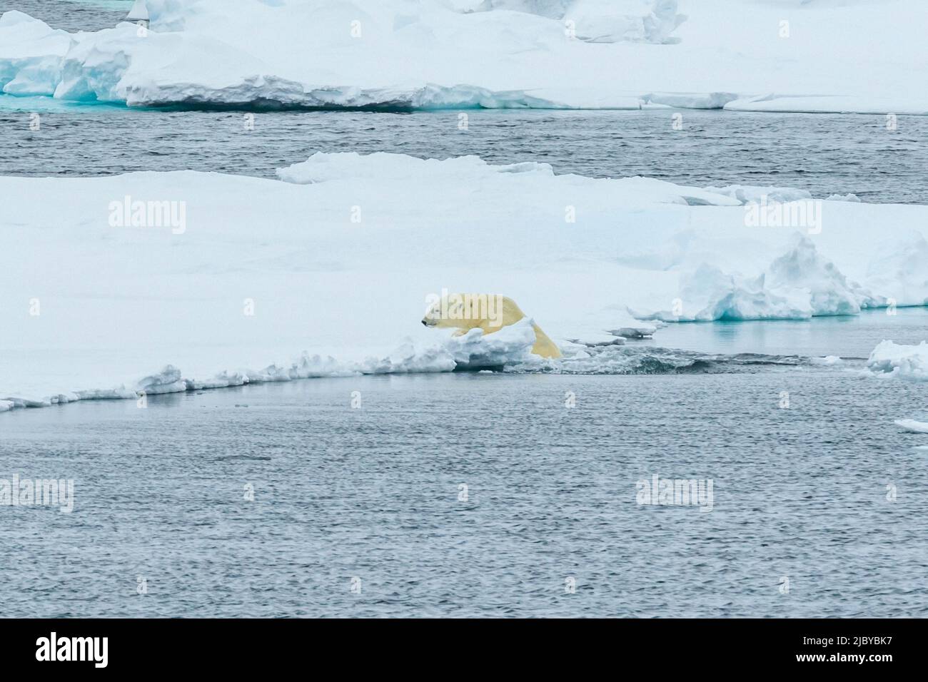 Secuencia de salto, oso polar (Ursus maritimus) saltando entre los flujos de hielo, reserva natural de Svalbard del noreste, Svalbard, Noruega Foto de stock