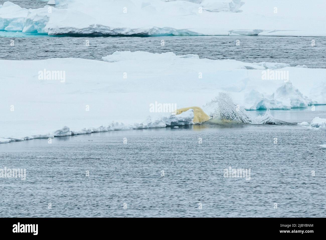 Secuencia de salto, oso polar (Ursus maritimus) saltando entre los flujos de hielo, reserva natural de Svalbard del noreste, Svalbard, Noruega Foto de stock