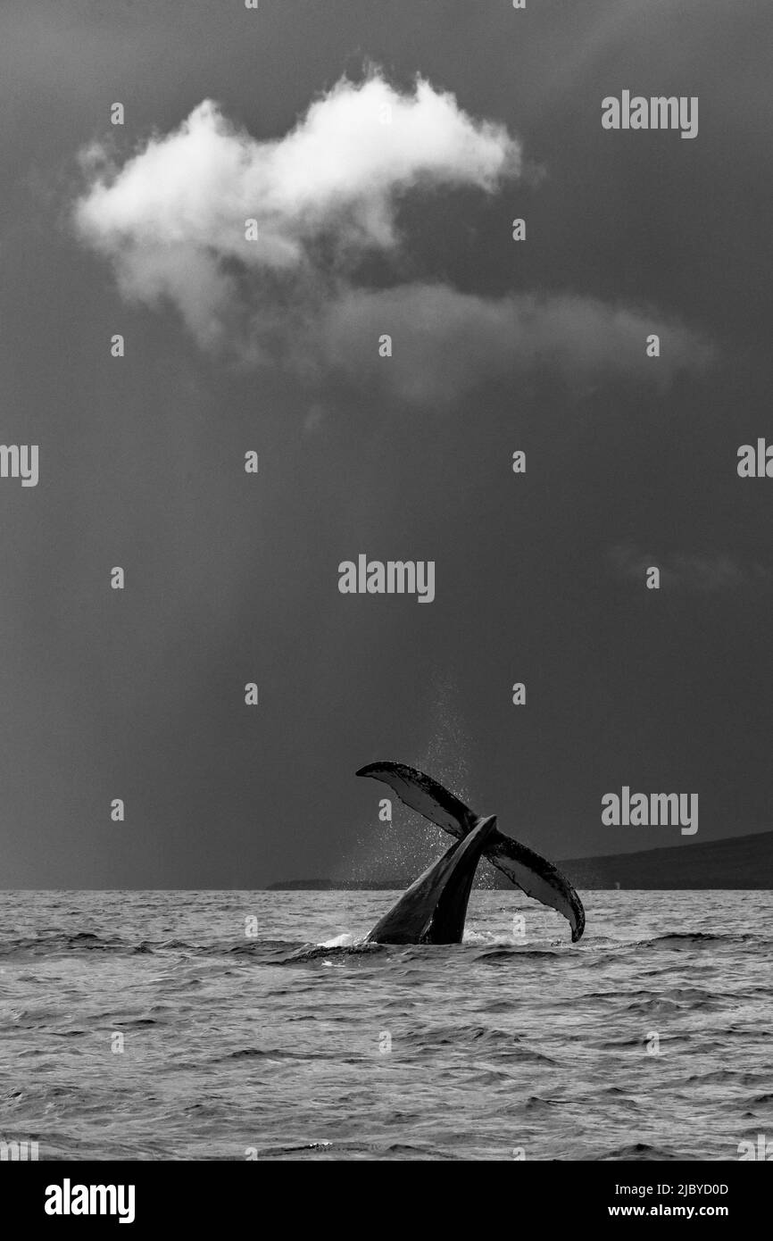 Cuento de ballenas, ballena jorobada (Megaptera novaeangliae) levanta su fluke, Maui, Hawaii Foto de stock