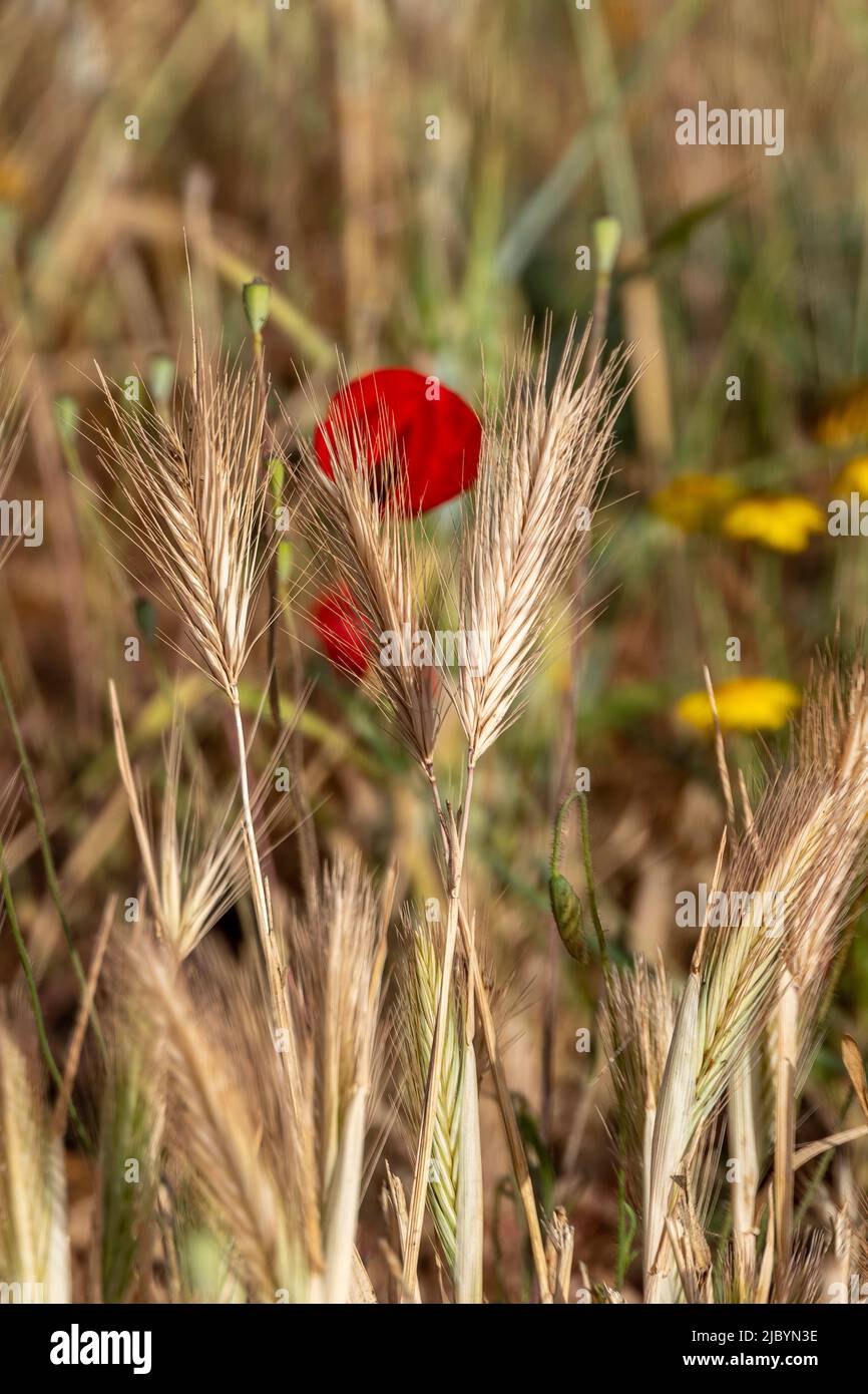 Flores rojas de amapola floreciendo entre las orejas de trigo closeup Foto de stock