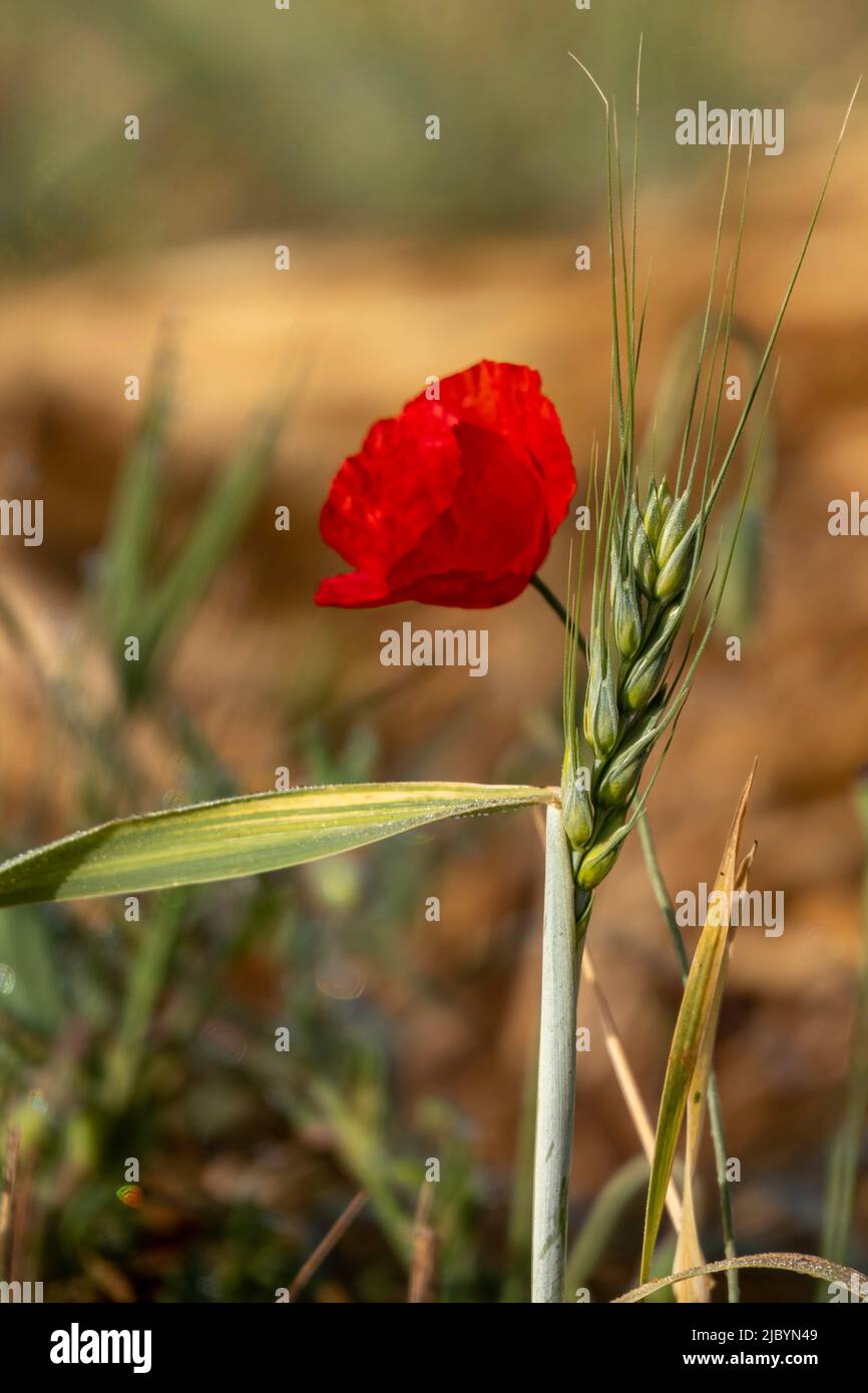 Flores rojas de amapola floreciendo entre las orejas de trigo closeup Foto de stock