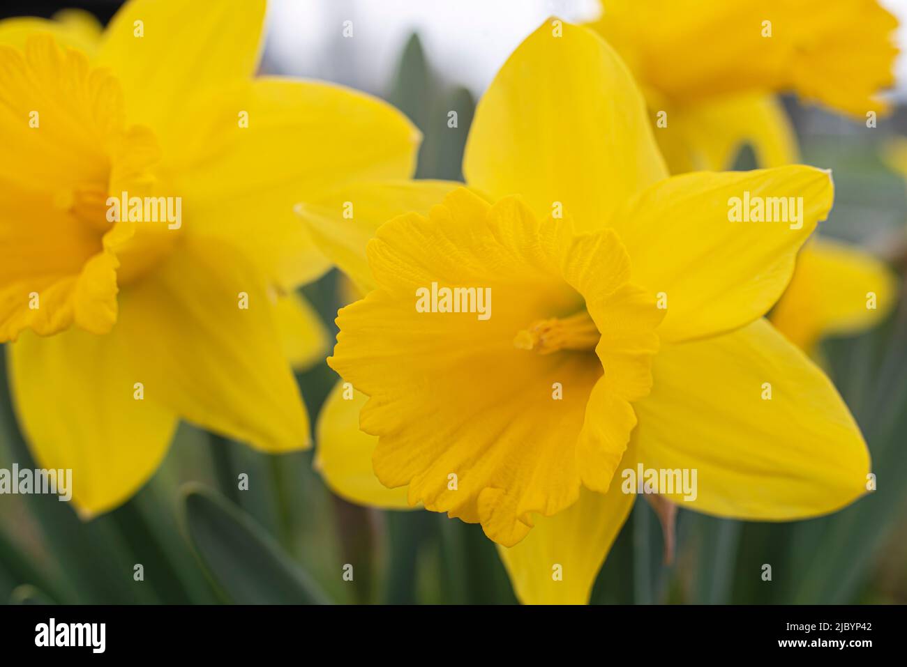 macrofotografía de la flor de una flor de narciso amarillo en primavera Foto de stock
