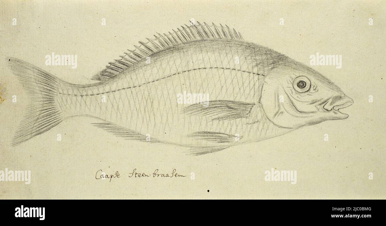 Lithognathus lithognathus fotografías e imágenes de alta resolución Alamy