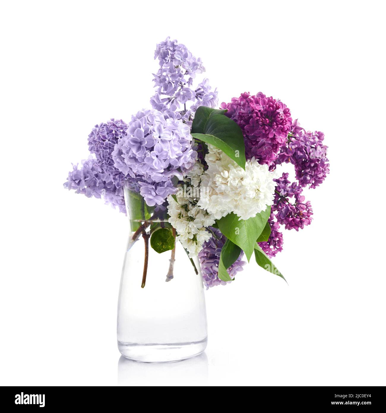 Ramo de flores lila en jarrón de cristal aislado sobre fondo blanco. Foto de stock
