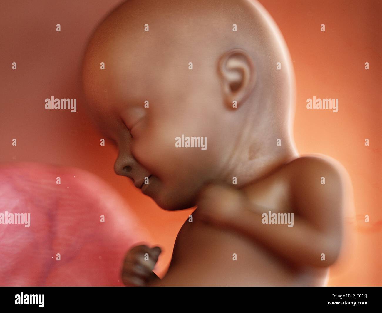 3d ilustración médicamente precisa de un feto negro Foto de stock