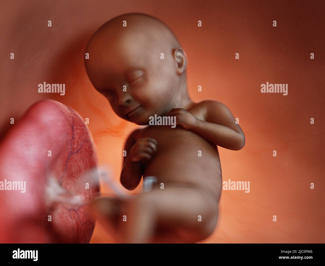 3d ilustración médicamente precisa de un feto negro Foto de stock
