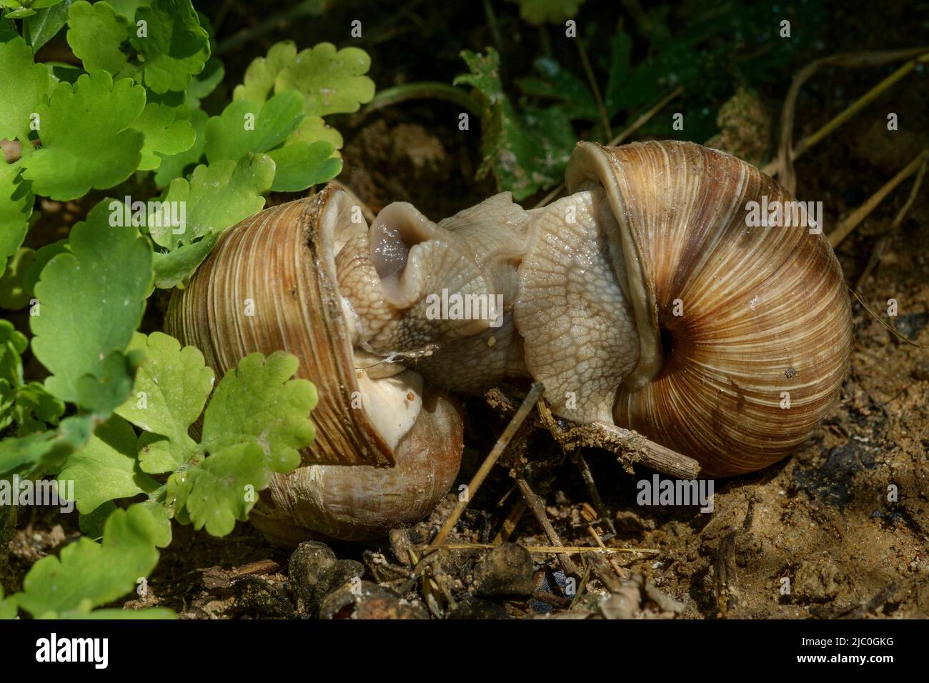 caracoles de borgoña comestibles romanos hélice pomatia apareamiento en el jardín rural de hungría Foto de stock