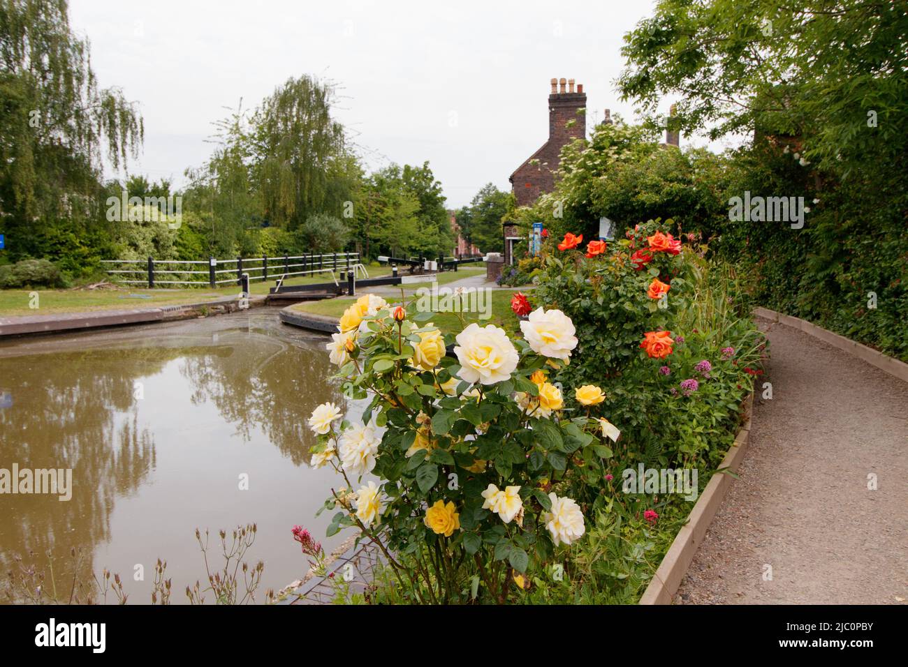 Rosas coloridas que se muestran al lado del canal al lado de la casa de los guardas en Atherstone, North Warwickshire. Foto de stock