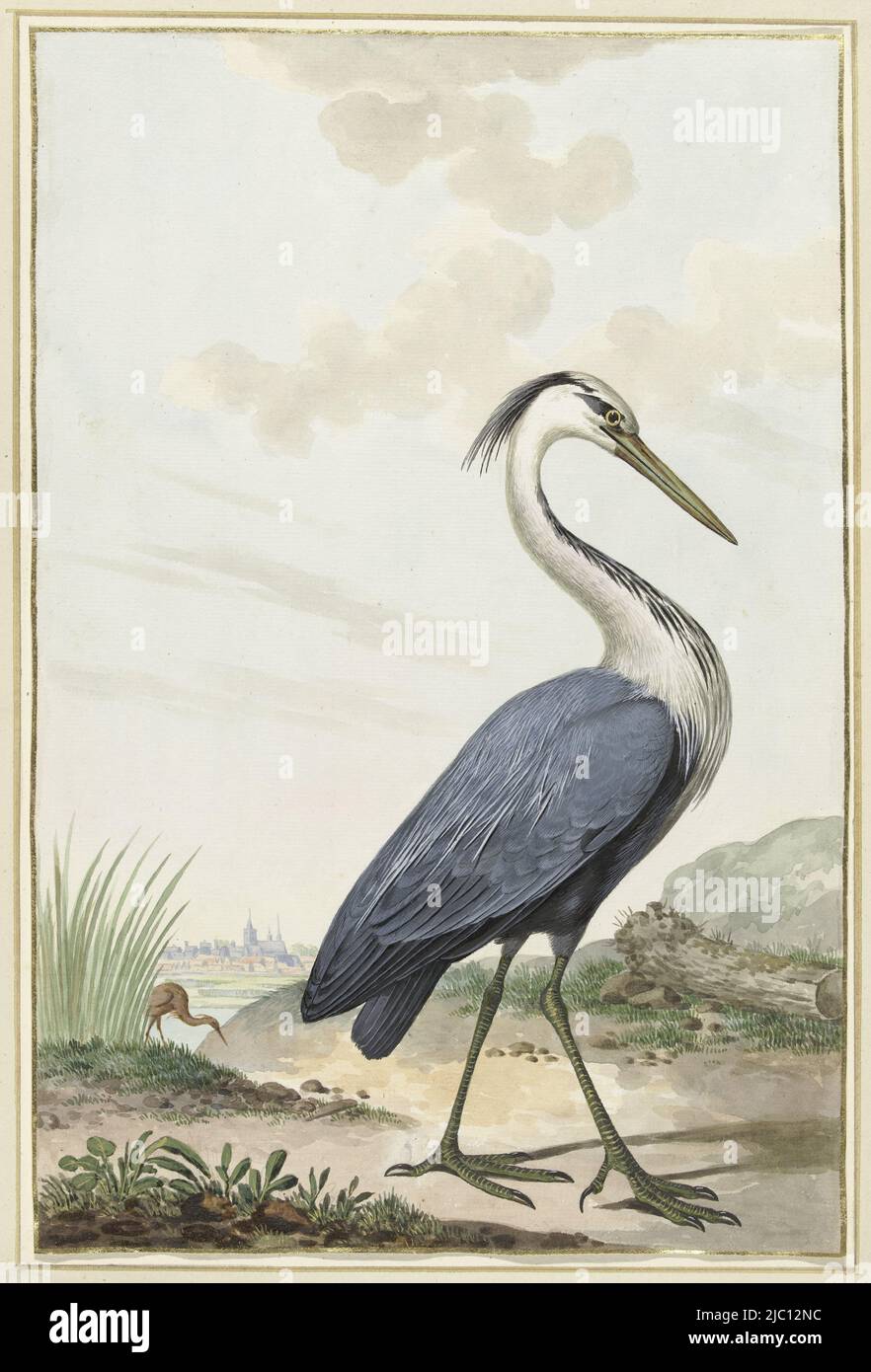 Garza azul, ponente: Jabes Heenck, 1776, papel, cepillo, alt. 380 mm x  anch. 253 mm Fotografía de stock - Alamy