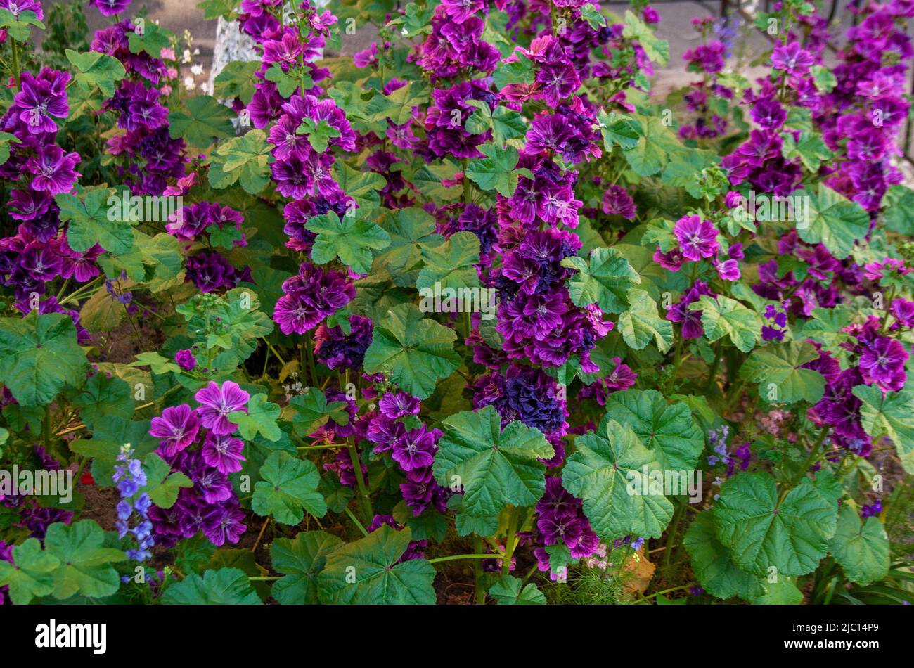 Flores moradas oscuras floreciendo en un día de verano Fotografía de stock  - Alamy