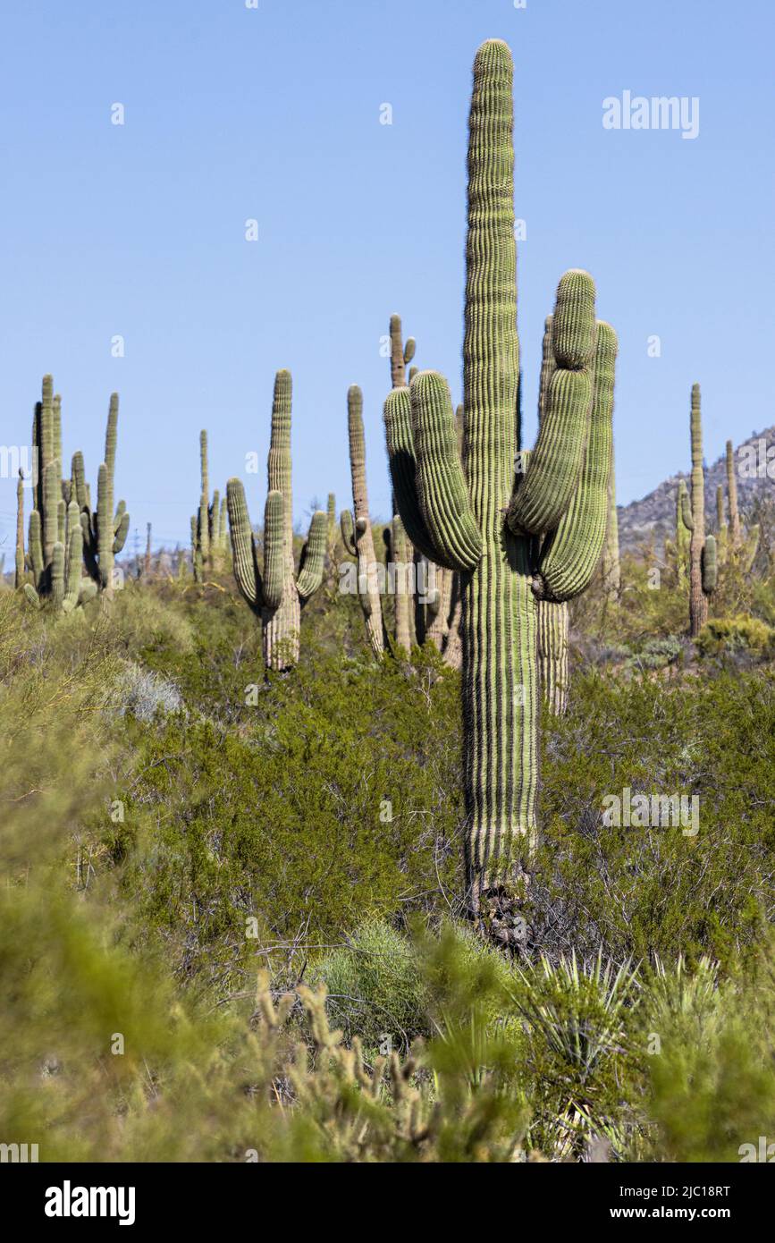 Pequeño cactus saguaro fotografías e imágenes de alta resolución - Alamy