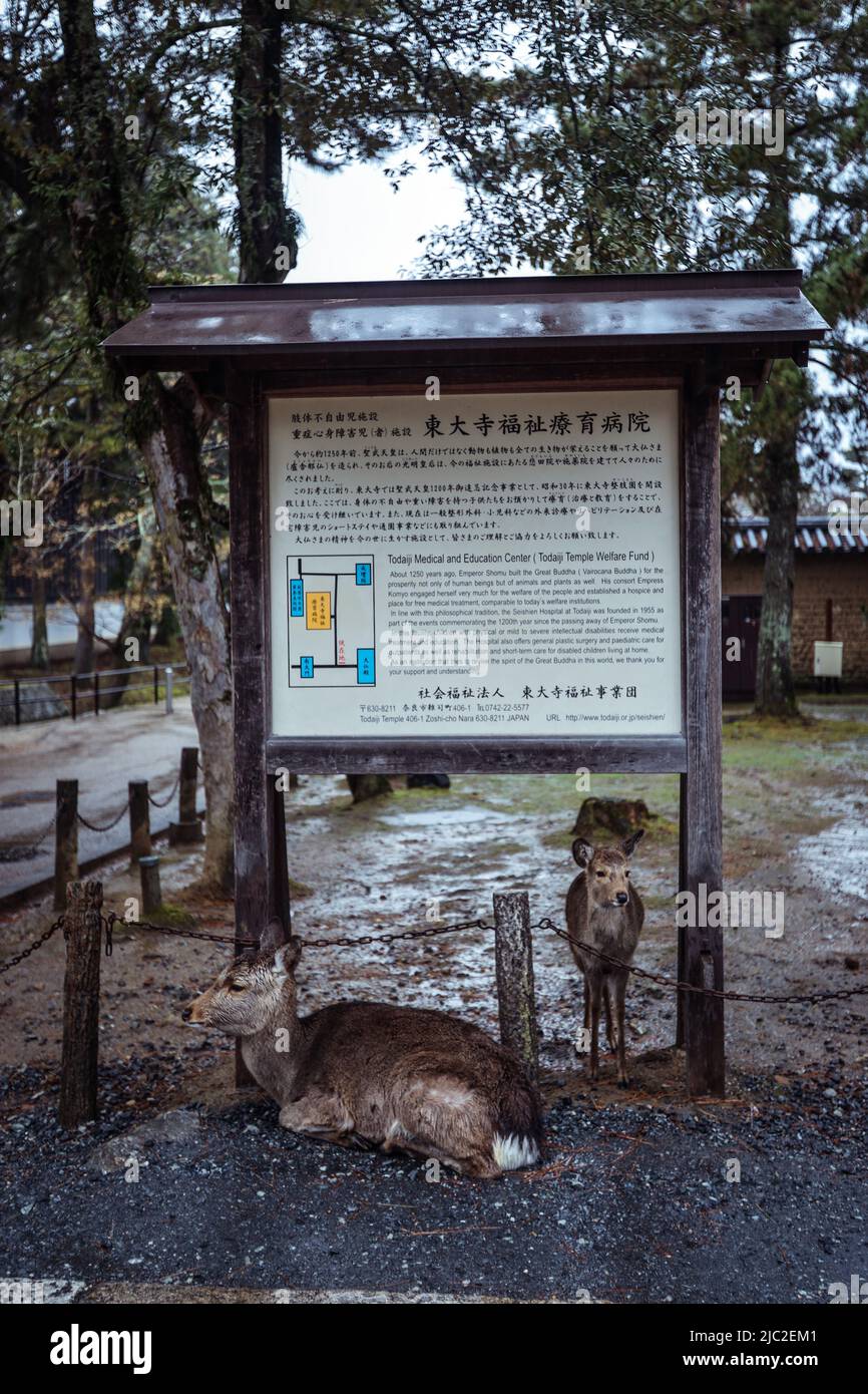 Tabla de información japonesa de madera Nota sobre el día lluvioso y nublado en la ciudad de Nara Foto de stock