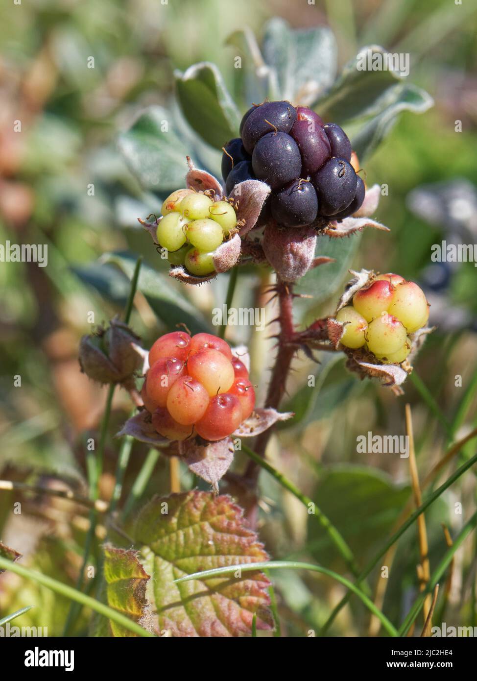 Frutas de arándano (Rubus caesius) madurando en dunas de arena costeras, Kenfig NRR, Glamourgan, Gales, Reino Unido, Julio. Foto de stock