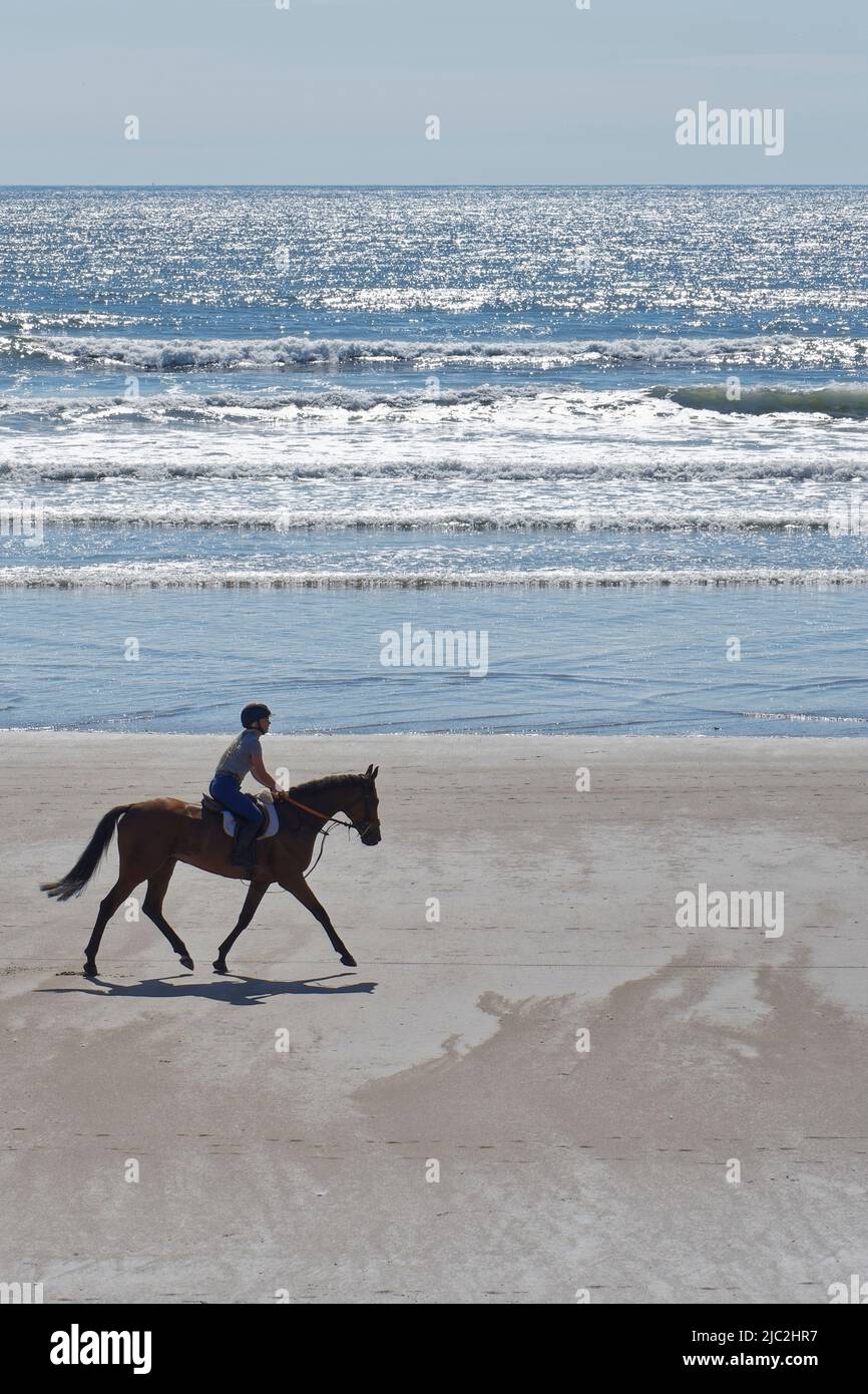 Caballo (Equus caballus) siendo montado en una playa de arena en la marea baja, Sker Beach, Kenfig, Glamourgan, Gales, Reino Unido, junio. Foto de stock