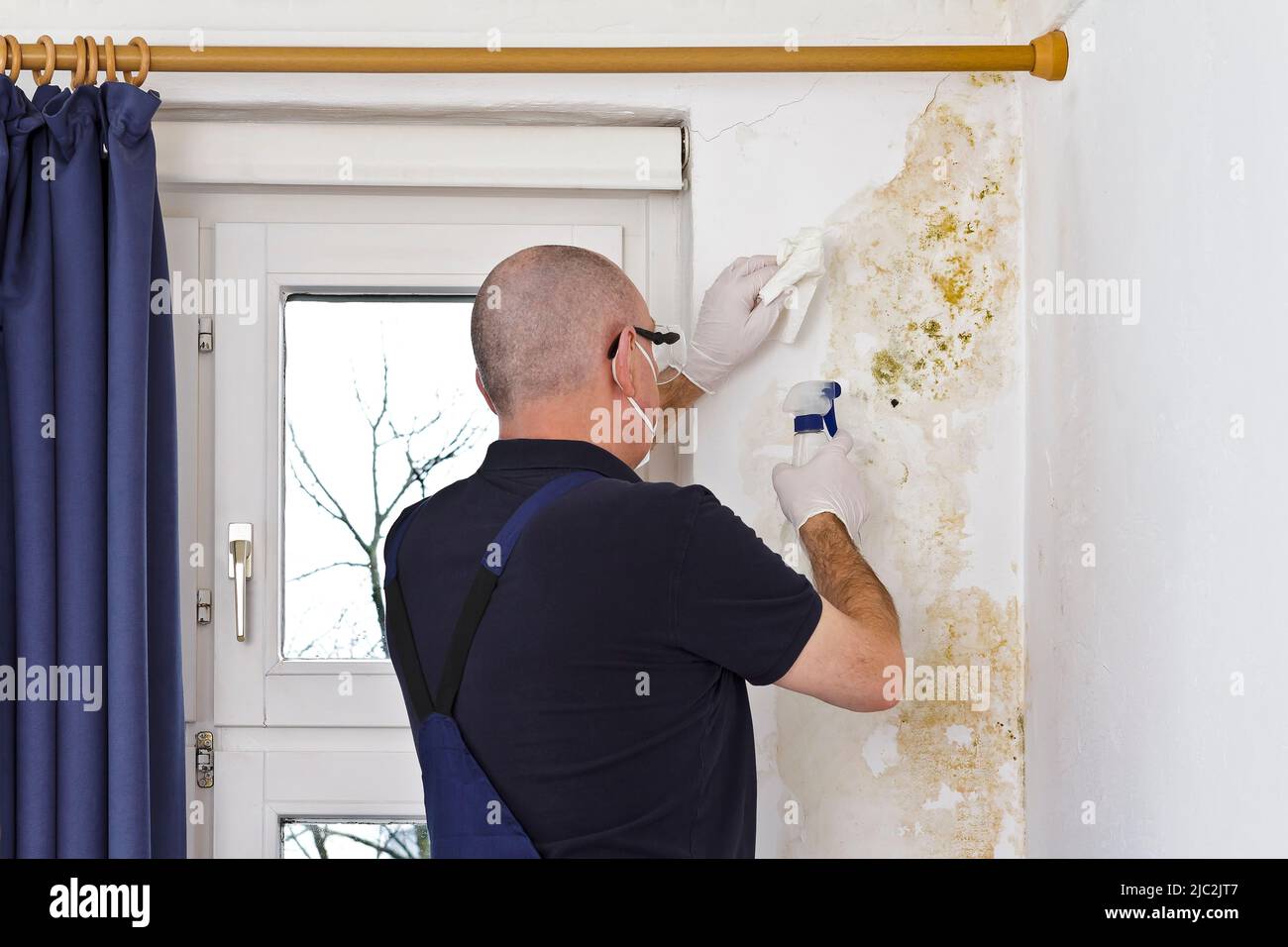 Hombre quitando moho o moho creciendo detrás de las cortinas de una pared externa en una casa vieja con aerosol antifúngico y tejidos. Foto de stock