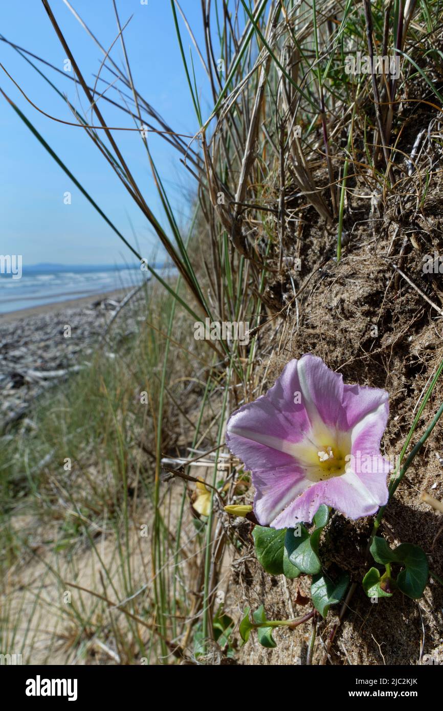 Bindweed del mar (Calystegia soldanella) que florece en dunas costeras de la arena, Kenfig NVR, Glamourgan, Gales, Reino Unido, Junio. Foto de stock