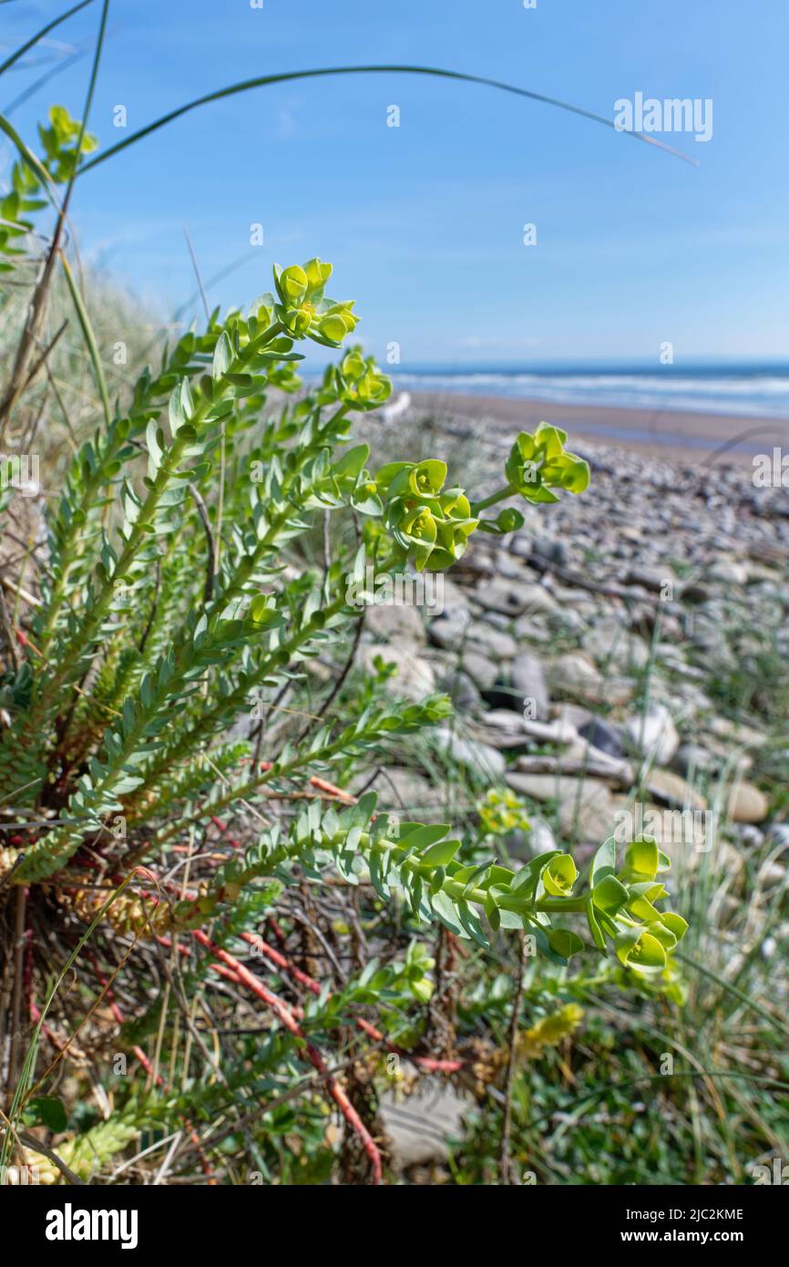 El espurge de mar (Euphorbia paralias) florece en dunas de arena costeras justo encima de la línea de costa, Kenfig NRR, Glamourgan, Gales, Reino Unido, Junio. Foto de stock