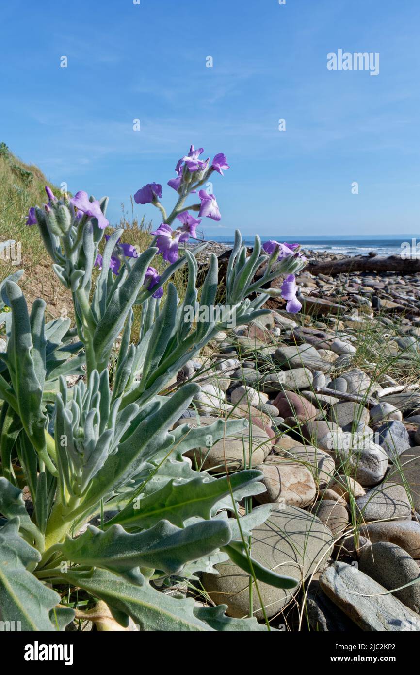 Stock de mar (Matthiola sinuata) floreciendo entre los guijarros de playa justo por encima de la línea de costa, Kenfig NVR, Glamourgan, Gales, Reino Unido, Junio. Foto de stock