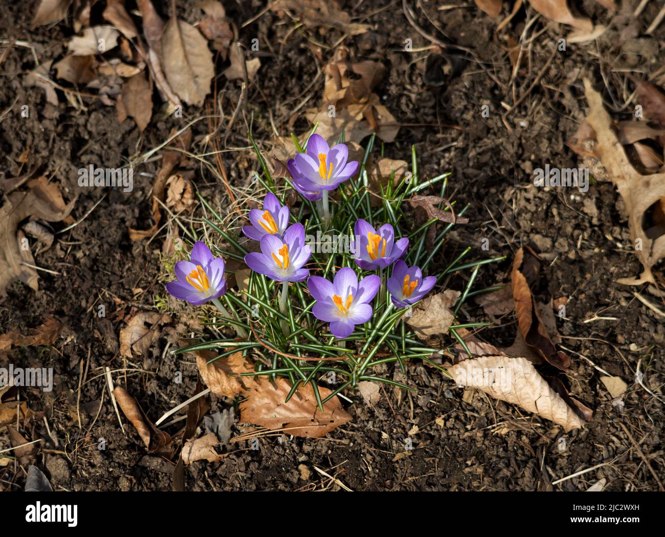 El crocus púrpura crece en invierno o primavera en el follaje verde, condado de Lancaster, Pennsylvania Foto de stock