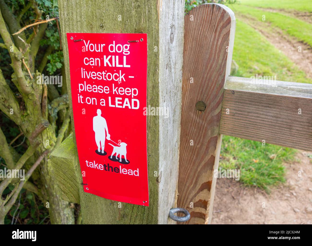 Su perro puede matar ganado. Por favor, manténgala en la señal de plomo en la puerta pública del sendero en el campo. REINO UNIDO Foto de stock