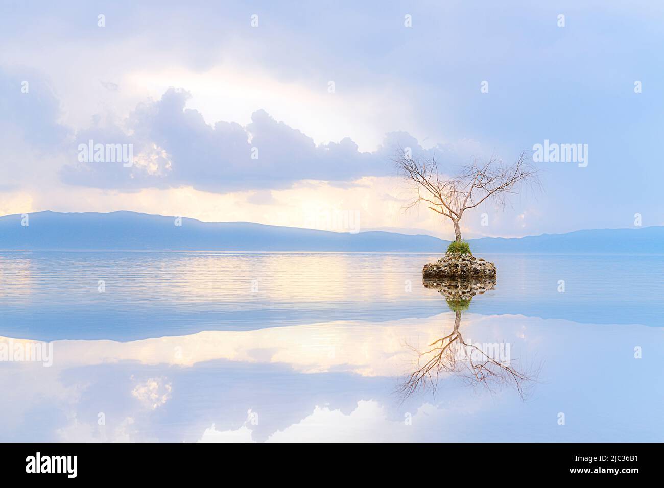 Un solo árbol en el lago Ohrid, Macedonia del Norte Foto de stock