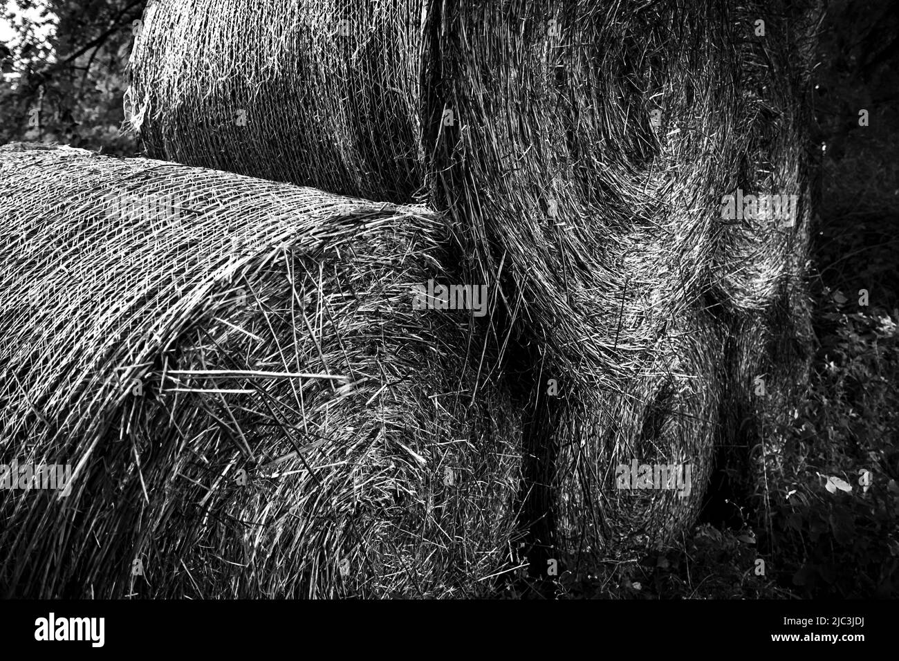 Imágenes en blanco y negro de rollos gigantes de heno apilado cosechados en otoño en el condado de Lancaster, Pensilvania Foto de stock