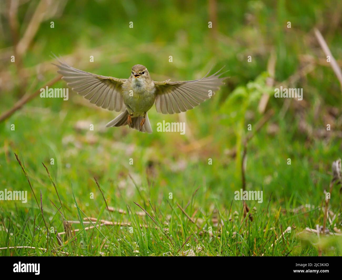 Willow warbler, Phylloscopus trochilus, ave soltera en vuelo, Gales, junio de 2022 Foto de stock