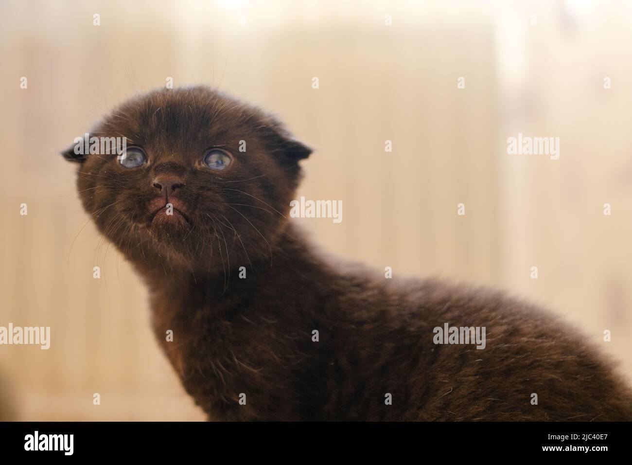 Gatitos negros ojos azules fotografías e imágenes de alta resolución - Alamy