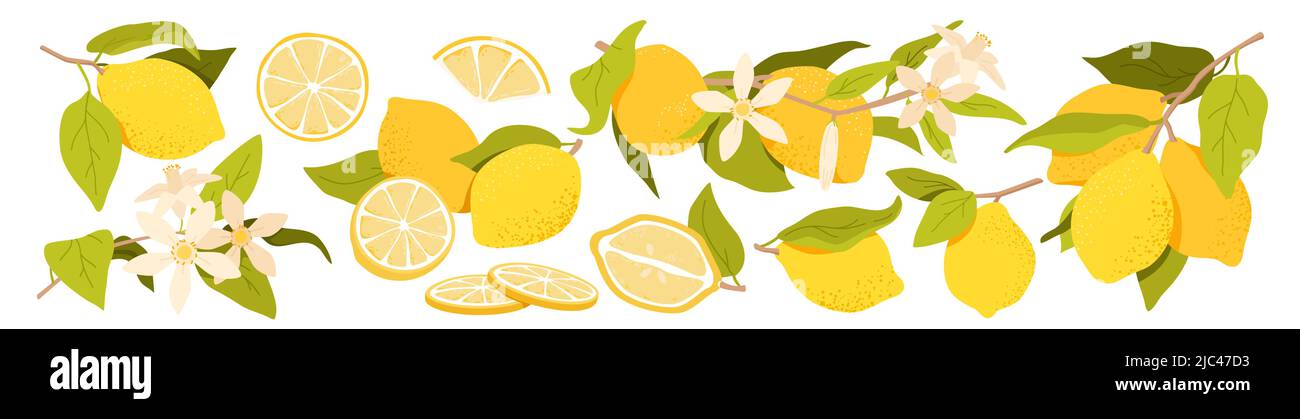 Juego de frutas de limón, medio y rodajas de cítricos, fruta amarilla  entera en rama, hojas verdes Imagen Vector de stock - Alamy