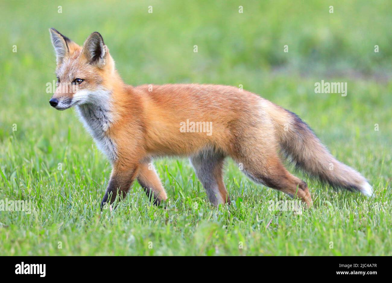 Retrato de zorro rojo joven con fondo y primer plano verde Foto de stock