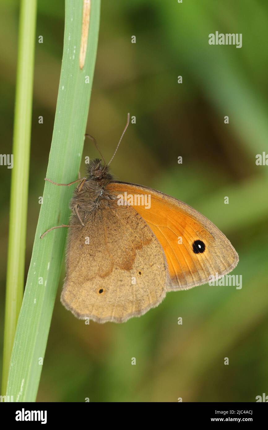Una mariposa marrón de pradera, Maniola jurtina, descansando sobre una hoja de hierba. Foto de stock