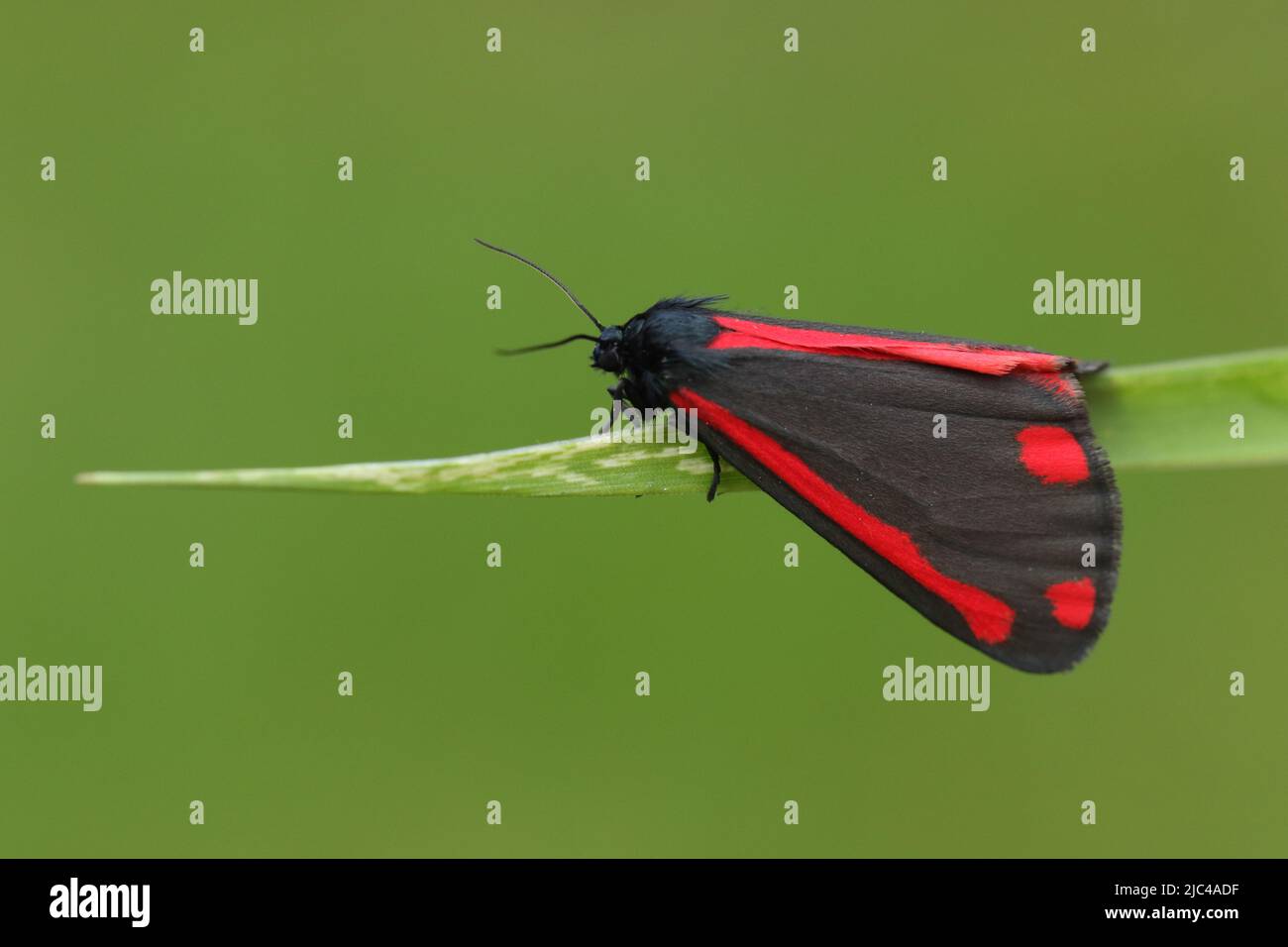 Una Moth de Cinnabar, Tyria jacogaeae, descansando sobre una hoja de hierba en un prado. Foto de stock
