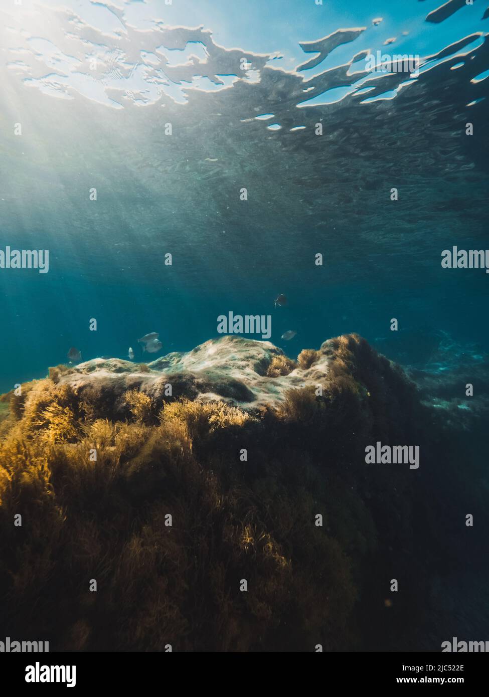 los peces nadan entre las rocas bajo el océano Foto de stock