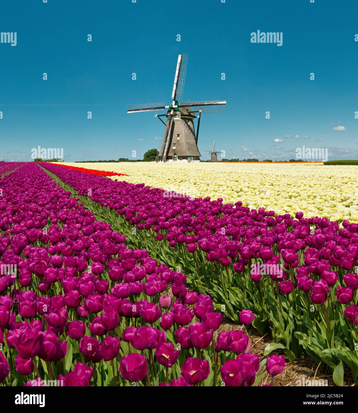 Bulbfield con molino de viento. Composición de la foto *** Leyenda local *** Países Bajos,molino de viento, flores, primavera, campo de bulbo, , Zuid-Holanda , Países Bajos, wi Foto de stock