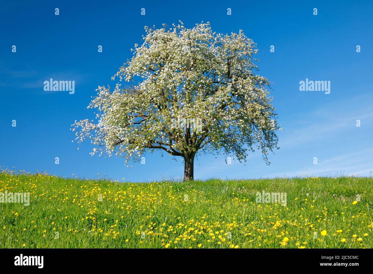 Alleinstehender, blühender Birnbaum auf blühender Blumenwiese, bei Hombrechtikon im Zürcher Oberland, Schweiz *** Caption Local *** Agrarios, árbol, Foto de stock