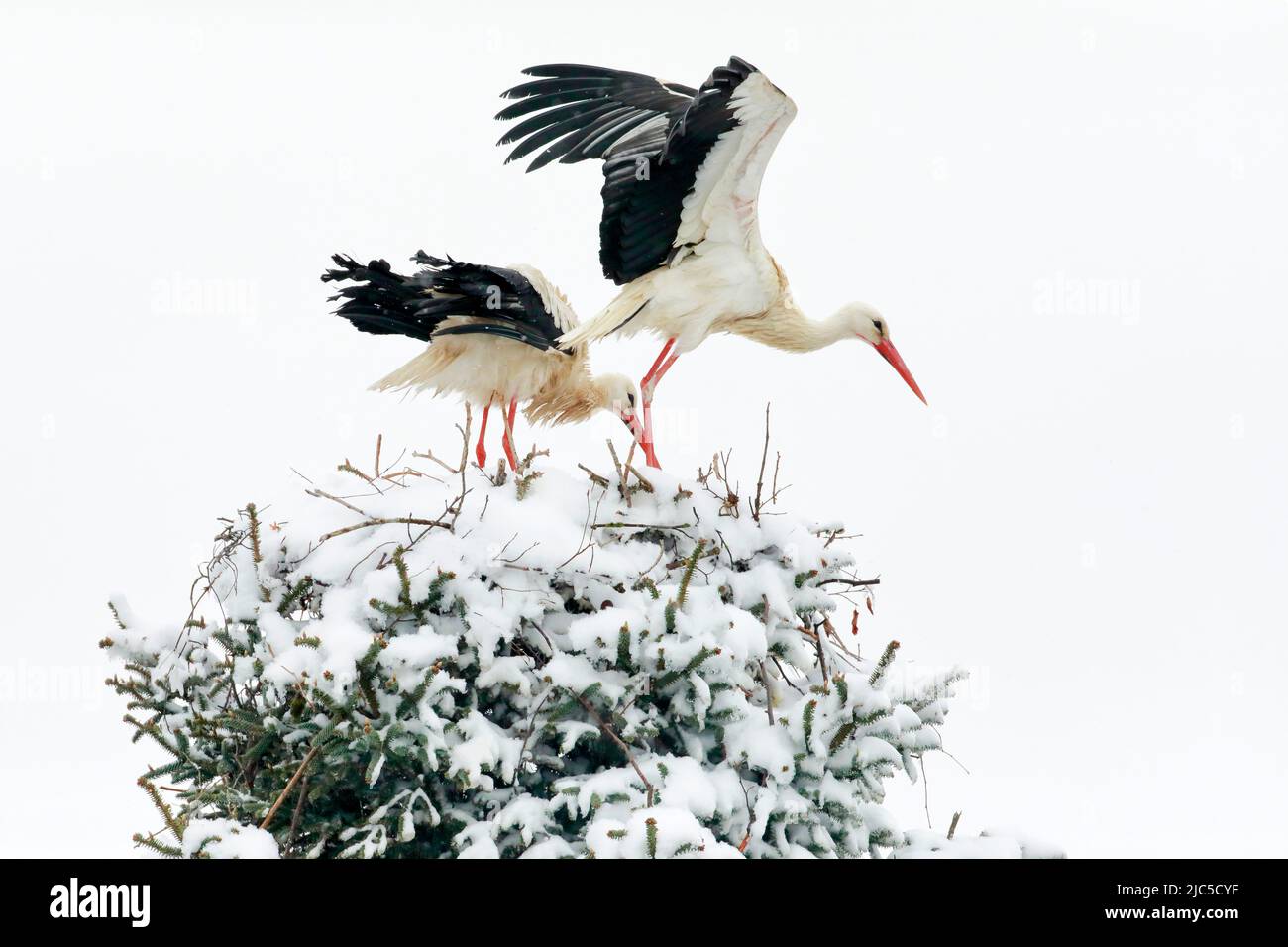 Weißstorchen Paar steht inmitten eines Schneesturms im Nest, das Männchen fliegt für die Nahrungssuche davon, Brütezeit im Frühling, Oetwil am See Foto de stock