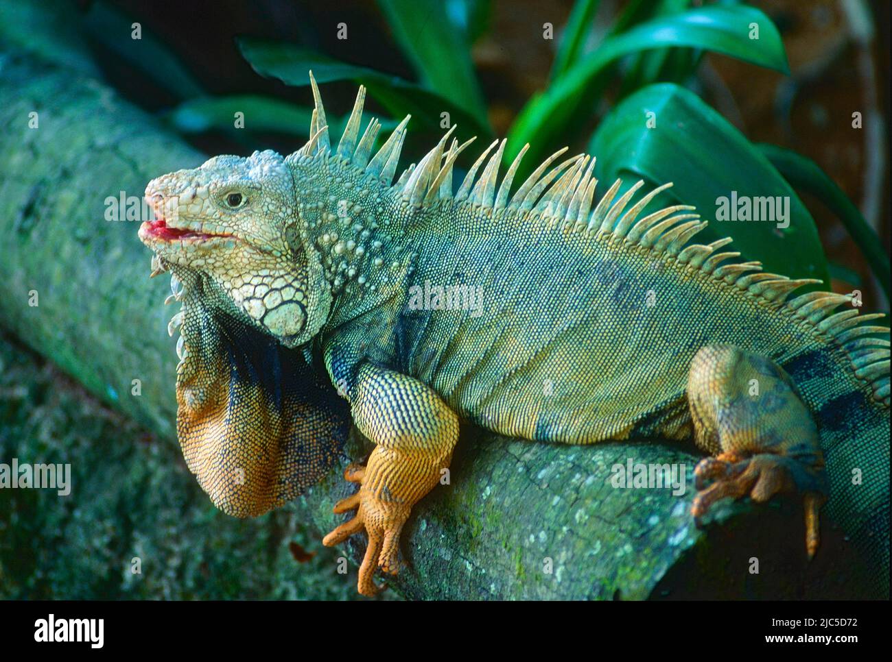 Leguan, Iguana spec., Iguanidae, Männchen, Echse, Reptil, Tier, Zoo, Singapur Foto de stock