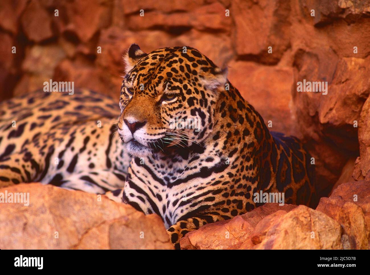 Jaguar, Panthera onca, Felidae, Raubtier, Säugetier. Tier, Zoo, Johannesburgo, Südafrika, Verbreitung Südamerika Foto de stock
