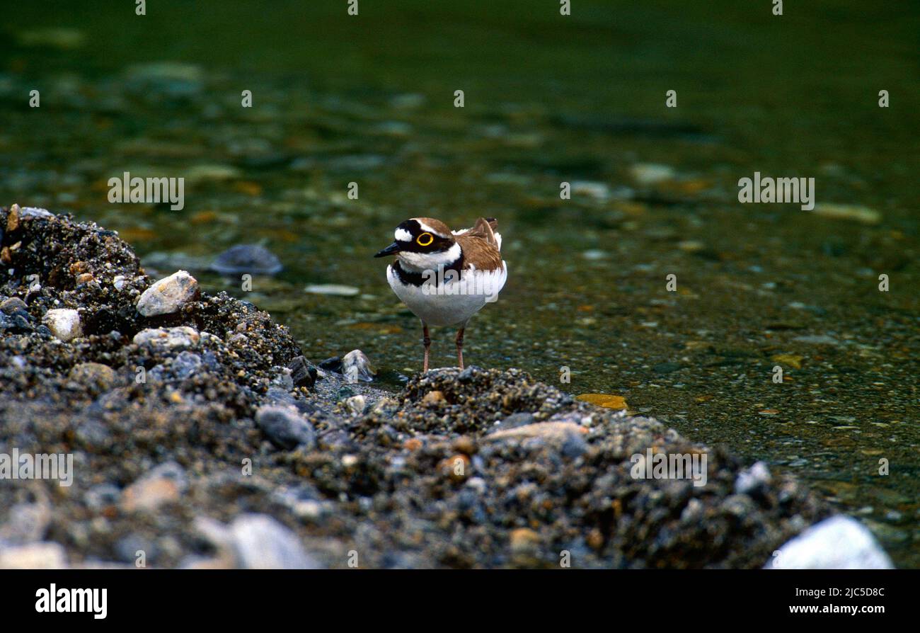 Charadrius dubius, Charadriidae, Regenpfeifer, Vogel, Tier, Am Fluss Brenno, Kanton Tessin Schweiz Foto de stock