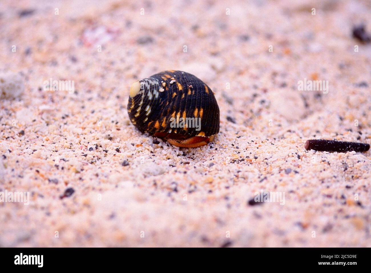 Meeresschnecke, Schale, mit Einsiedlerkrebs, Paguroidae spec., Krebs, Tier, Strand, Galápagos Foto de stock