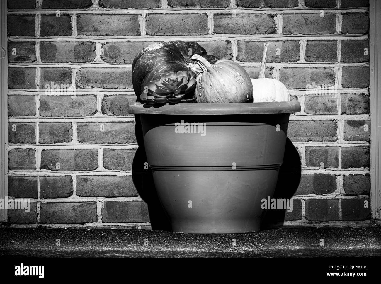 Una maceta llena de calabazas, calabaza, frente a una pared de ladrillo todo en blanco y negro, otoño, otoño, verano, Lancaster, Pensilvania Foto de stock